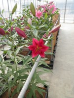 [1881 Kinghtsbridge DJ No02.JPG]